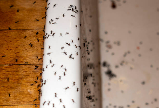 Reliable Hobart, WI Pest Control Solutions